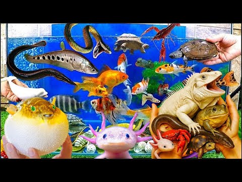Видео: Поймайте красивых аквариумных рыбок в маленьком пруду: детенышей черепах, лягушек, кои, пакманов,...