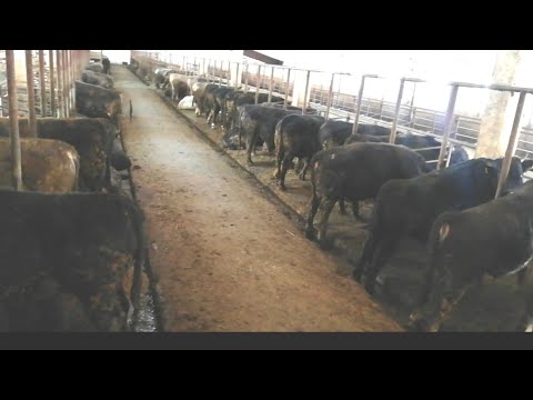 Видео: 200 баш🐂 Бука😮 ? Кашар №2 🇰🇬Бишкек Ивановка