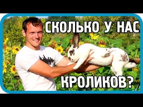 Видео: Сколько кроликов в хозяйстве "ДОМ В ДЕРЕВНЕ"?