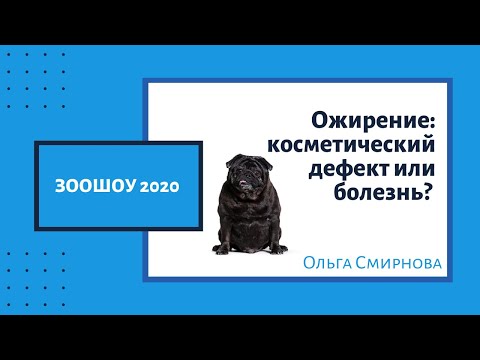 Видео: Ожирение: косметический дефект или болезнь? Зоошоу 2020