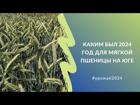 Видео: Каким был 2024 год для мягкой пшеницы на юге | Взгляд селекционеров #урожай2024