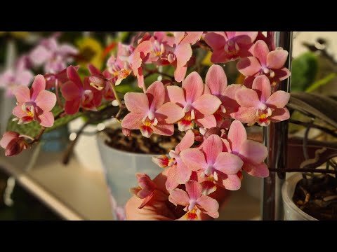 Видео: Цветение орхидей в новом 2023 году❄🎄🌸 Мои парфюмерные фабрики🔥