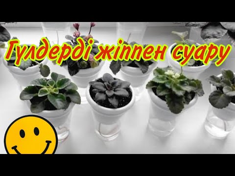 Видео: Гүлдерді жіппен суару әдісі    1 бөлім #үйгүлдері #гүл #жіппенсуару#фитильныйполив