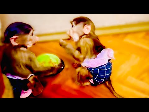 Видео: На них НЕТ УПРАВЫ! Маня со Степой продолжают СОВЕРШАТЬ НАБЕГИ на вольеры попугаев и миски котов!