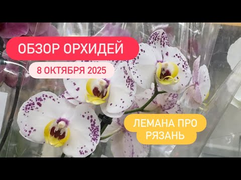 Видео: 🟡ОБЗОР ОРХИДЕЙ 08.10.25 ЛеманаПро Рязань #обзор #обзорорхидей #новаяпоставка #цветыобзор #орхидеи