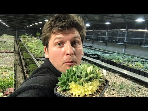 Видео: Как размножить суккуленты делением куста. На примере вариегатной Хавортии. Мастеркласс
