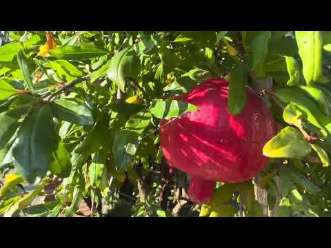 Видео: 8 ноября 2025 г. ЛЮДИ ДОЛЖНЫ ПИТЬ ЭТО, ЧТОБЫ ИЗБАВИТЬСЯ ОТ БОЛИ В СУСТАВАХ