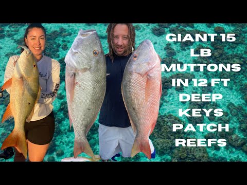Видео: Учебное пособие по ловле ОГРОМНЫХ бараньих люцианов на мелководье! Рифы CCC Key Largo.