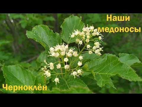 Видео: Черноклён