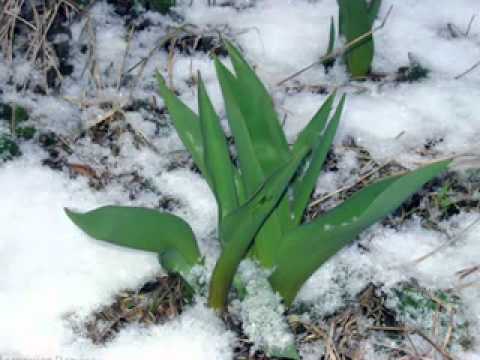 Видео: Чайковский Времена года Апрель  Подснежник.avi