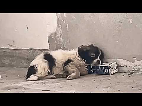 Видео: Рядом с коробкой из-под молока больной щенок скоро умрёт во сне, мечтая о бесконечной еде и молоке.