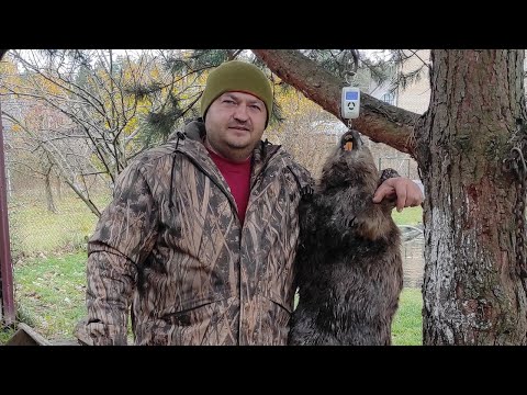 Видео: №113 Охота на бобра. Достойный бобр. Установка проходного капкана КП 250. Фильмы про охоту.