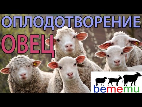 Видео: Правила оплодотворения овец. БеМеМу.