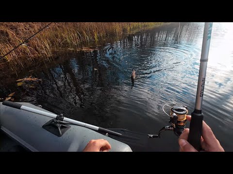Видео: Сложности на пути к улову: Рыбалка и природа "На палку"