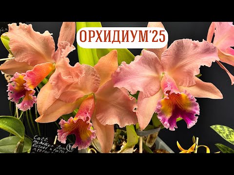 Видео: Самые красивые орхидеи Орхидиума | Победители выставки!