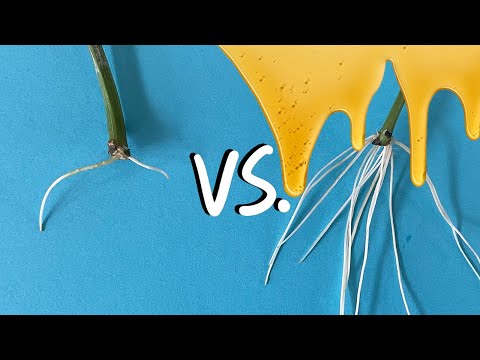 Видео: Тестирование меда как корневого гормона - каков самый простой способ размножения растений водой?