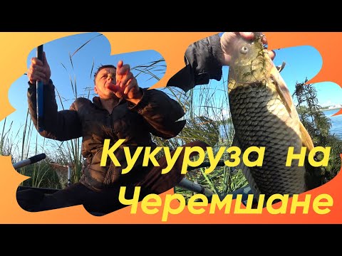 Видео: Черемшан не подвел