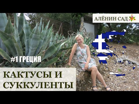 Видео: ГРЕЦИЯ / КАКТУСЫ И СУККУЛЕНТЫ в диких условиях / В гостях у блогера - коллекционера кактусов