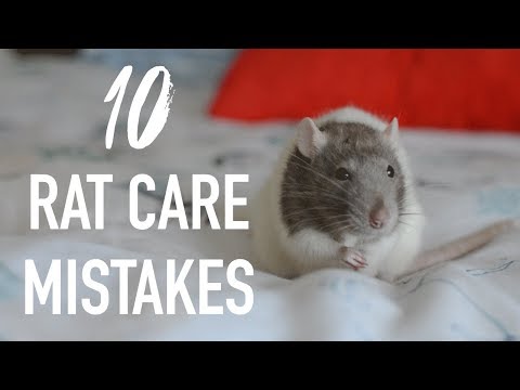 Видео: 10 распространенных ошибок владельцев крыс