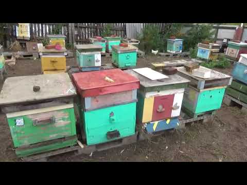 Видео: Обработка пчел дым-пушкой