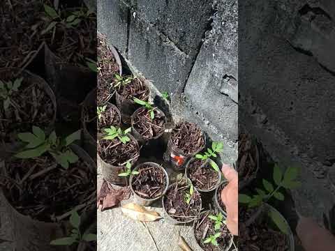 Видео: Овощная грядка, Таиланд.