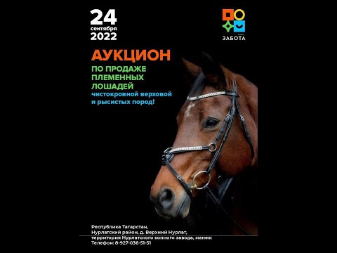 Видео: АУКЦИОН ПО ПРОДАЖЕ ПЛЕМЕННЫХ ЛОШАДЕЙ ЧИСТОКРОВНОЙ, ВЕРХОВОЙ И РЫСИСТЫХ ПОРОД.