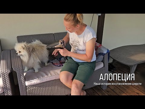 Видео: АЛОПЕЦИЯ. Наша история восстановления шерсти у шпица