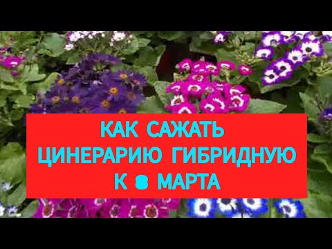 Видео: Как сажать цинерарию гибридную к 8 марта 29.08.2024