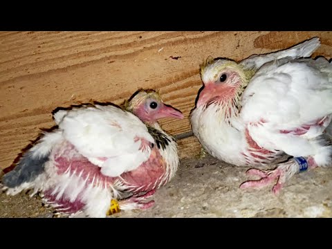 Видео: ГОЛУБЯТА ПОГИБАТЬ не БУДУТ ! СТАРЫЙ ДЕДОВСКИЙ СПОСОБ РАБОТАЕТ по СЕЙ ДЕНЬ !