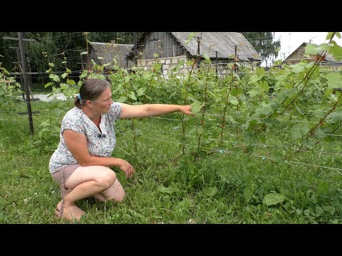 Видео: Нагрузка виноградного куста. Сколько побегов/глазков оставлять