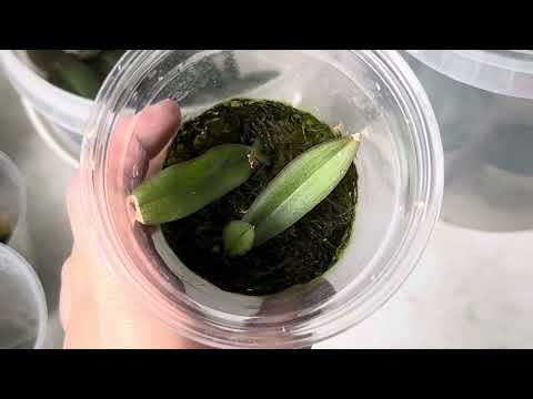 Видео: Орхидеи из фласки выросли. Пора пересаживать