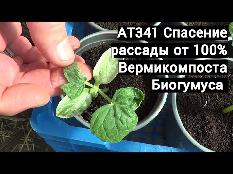 Видео: АТ341 Спасение рассады от 100% Биогумуса ИП Ткаченко Андрей Сергеевич