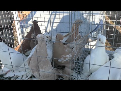 Видео: 22.12.19. Птичий рынок г Пятигорск ч2.The bird market in Pyatigorsk. ch2