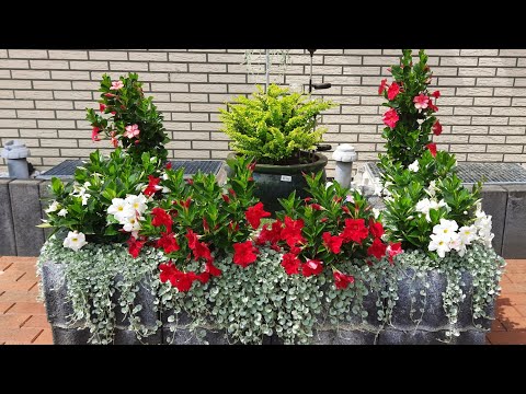 Видео: Клумба перед домом / лилии / розы в моём саду. / Идеи, советы.