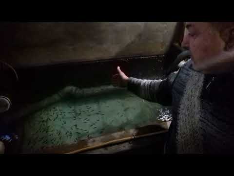 Видео: Сколько надо кислорода в узв?