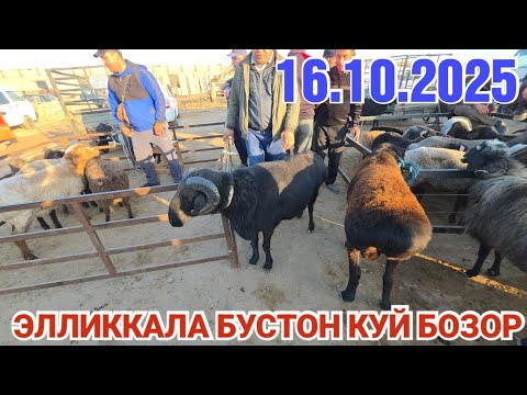 Видео: 16 октября 2025 ЭЛЛИККАЛА БУСТОН КУЙ БОЗОР НАРХЛАРИ