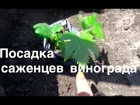 Видео: ПОСАДКА ВИНОГРАДА НА ПОСТОЯННОЕ МЕСТО В ГРУНТ.(посадка вегетирующих саженцев из черенков винограда)