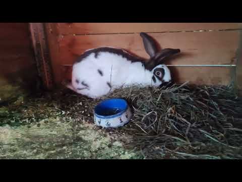 Видео: КРОЛИКИ СТРОКАЧ