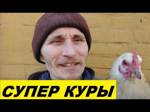 Видео: Болезни кур теперь не страшны - Задонский иммун.