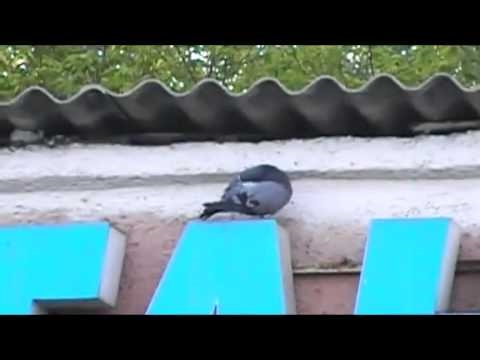 Видео: AL T a k a  Aiton   Мой район Сортировка