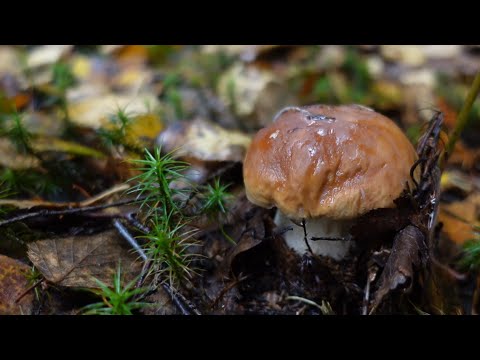 Видео: Грибная разведка 29 сентября 2022. Всеволожский район.