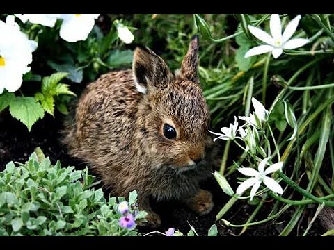 Видео: Дикий заяц дома. Как вырастить зайчонка? С чего начать?