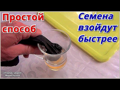 Видео: Посадка  петрушки в открытый грунт. Сделайте так с семенами и петрушка взойдёт быстро.