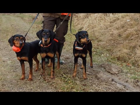Видео: 🔥Карпатський гончак🔥.Багіра🇺🇦