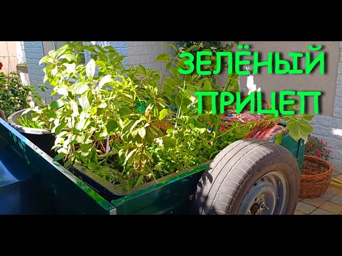 Видео: Уезжаем в Закарпатье. Что берем с собой? Зеленый прицеп.