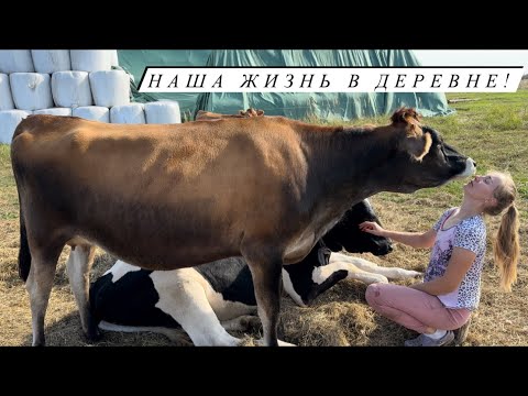 Видео: Отгружаем сено и сенаж! Фермерские будни! Второй укос клевера!