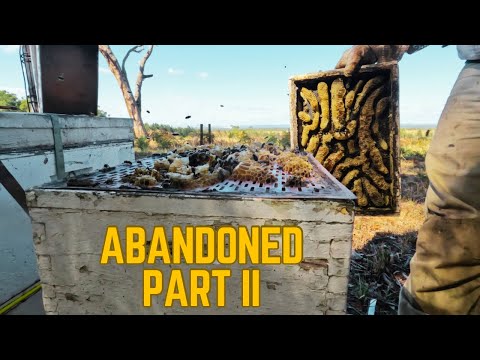 Видео: Никогда не проверялись | Вскрытие трех заброшенных ульев и выявление худших условий.