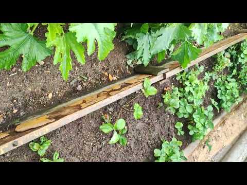 Видео: Как   все пережила... 