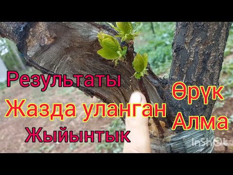 Видео: Жазда уланган өрүк алма. Результаты весенний прививки. #алма #персик #абрикос #шабдалы