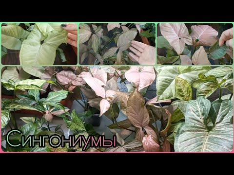 Видео: Сингониумы🌱Обзор в ОКТЯБРЕ🌹Размножение🌱Черенкование🌹Особенности сортов🌱Сильвер Перл🌹Регина Рэд🌱Неон